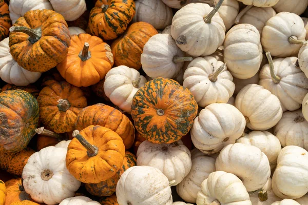 Variedade Mini Abóboras Coloridas Laranja Branca — Fotografia de Stock