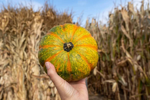 Mão Segura Colorido Verde Laranja Listrado Pequena Abóbora Cabaça Talos — Fotografia de Stock