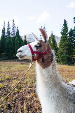 Lama paketleri Wyoming 'de bir çayırda dinleniyor. Oturuyor ve...