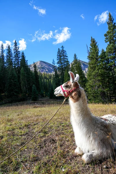 Pack Llama Relaja Prado Wyoming Sentados Con Una Correa — Foto de Stock