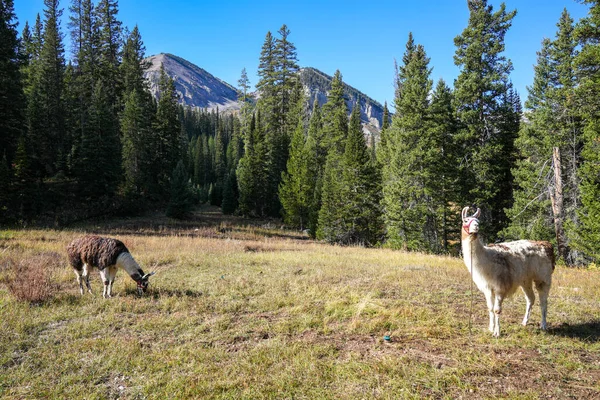 Packa Lamor För Jakttur Äng Wyoming — Stockfoto