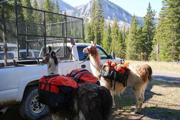 Wyoming Usa September 2022 Packa Lamor Som Bär Sin Utrustning — Stockfoto