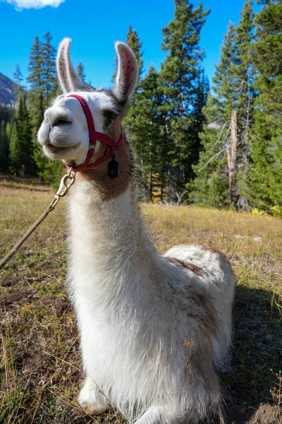 Pack Llama Relaxes Meadow Wyoming Sitting Wearing Leash — Stock Photo, Image