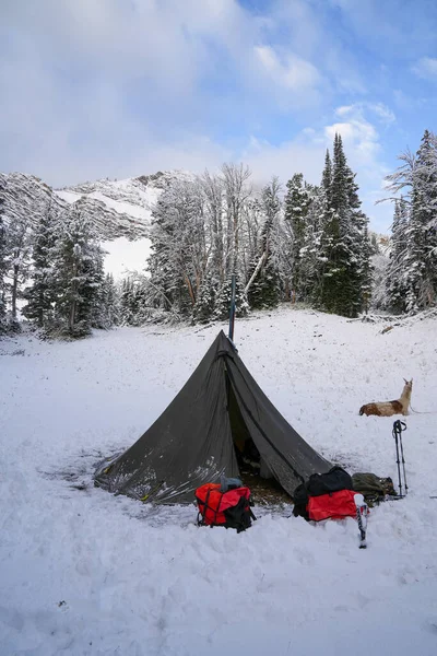 Zelt Sitzt Auf Einem Einsamen Zeltplatz Schnee Während Ein Lama — Stockfoto