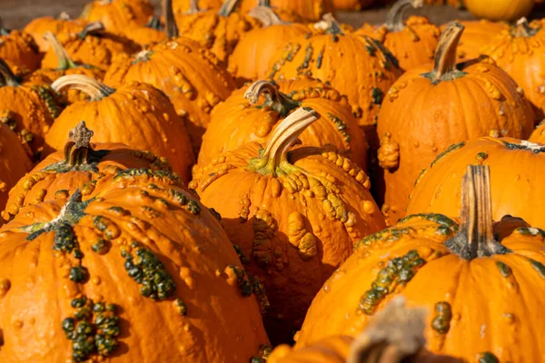 Zucche Grandi Deformi Una Zona Zucca Utili Gli Sfondi Autunnali — Foto Stock