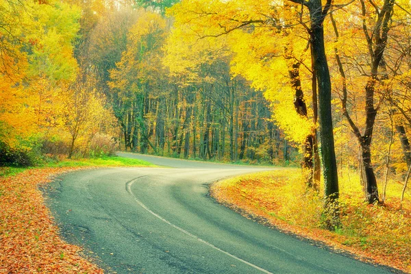 Road in autumn forest — Stock Photo, Image
