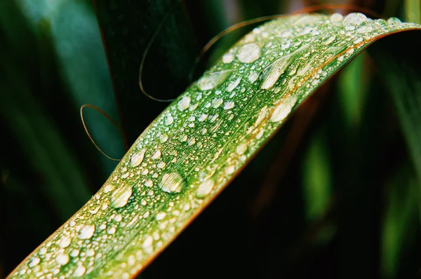 Leaf with water drops — Stock Photo, Image