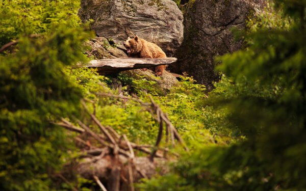 Опасный коричневый медведь идет по лесу. Урсус дугообразный
