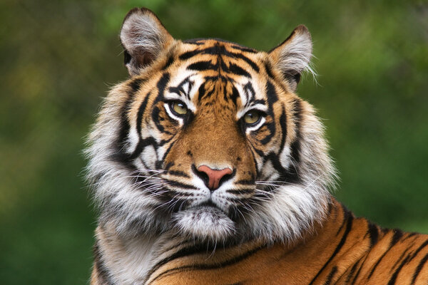 Retrato detallado de un tigre de Benegal — Foto de Stock