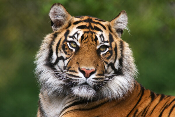 Detailed portrait of a Benegal Tiger