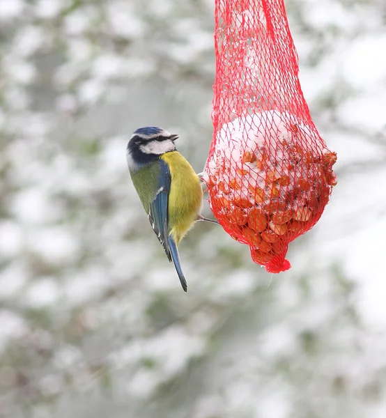 摂食鳥 ストック写真