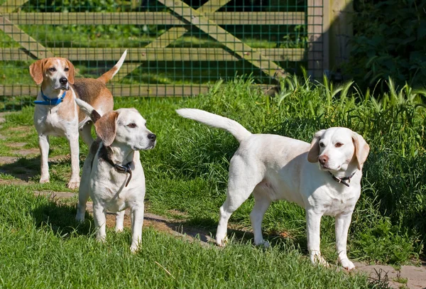 Three happy Beagles — Stock Photo, Image