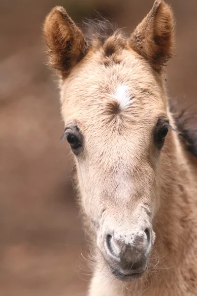 新生児コニクの子馬 — ストック写真