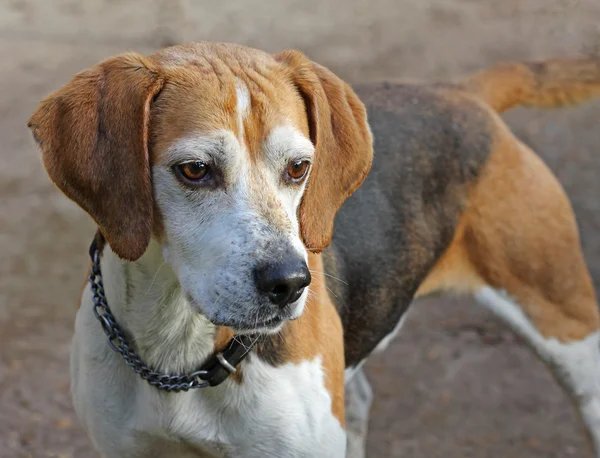 Alert Beagle dog — Stock Photo, Image