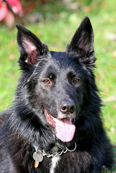 Feliz perro pastor alemán sano Imagen de stock