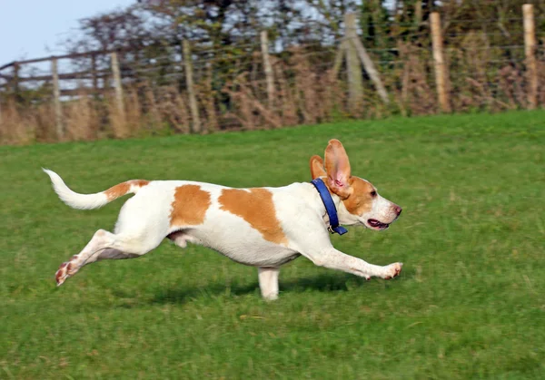 Saludable, feliz, corriendo perro Beagle Imágenes de stock libres de derechos