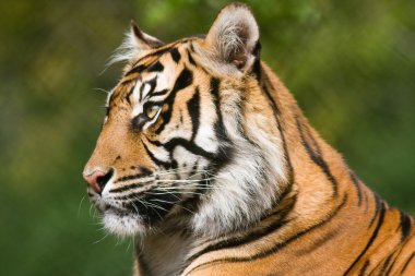 Tiger (Panthera tigris) clipart