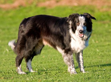 kenar kömür ocağı çoban köpeği.