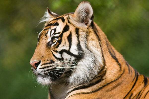 Tiger (Panthera tigris)