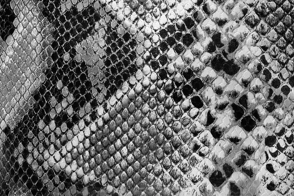 Black and white snakeskin. — Stock Photo, Image