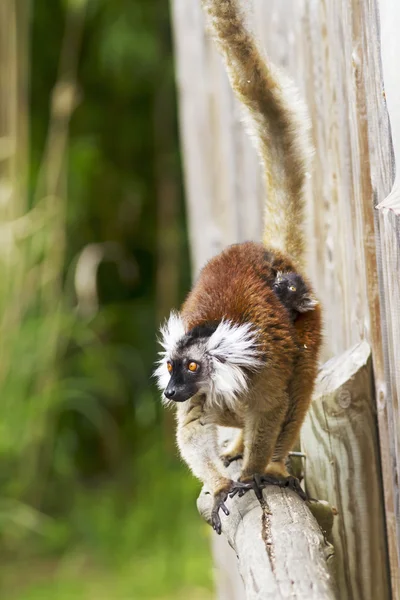 Dziecko ogoniasty lemur zaczepienia wyciąg z mama. — Zdjęcie stockowe