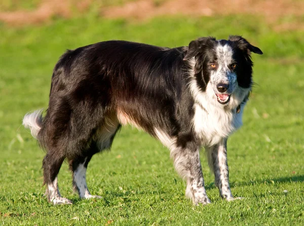 Border Collie sheepdog. — Stock Photo, Image