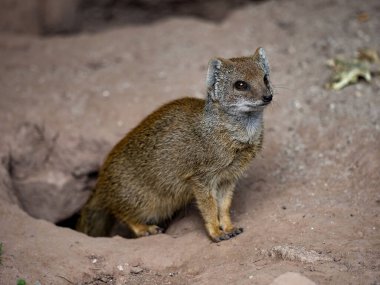 Sarı firavun faresi, Snictis penisillata, bir yuvanın kenarında oturup yiyecek için pusuya yatmış.