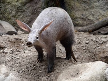 Karıncayiyen, Orycteropus 'tan sonra, geniş yuvalarının çevresini dikkatlice araştırır.