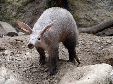 Aardvark, Orycteropus afer, carefully explores the surroundings of its spacious burrows clipart