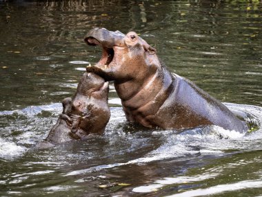 Hippopotamus amfibisinin annesi, oğluna gelecekte haremi nasıl koruyacağını öğretir.