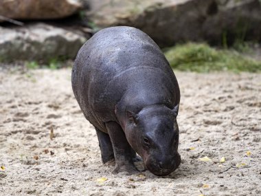 Cüce su aygırı, Choeropsis liberiensis, yiyecek bulmak için her yeri arar.
