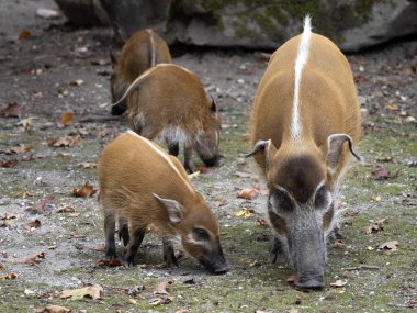 Kızıl nehir domuzu, Potamochoerus domuz, anne domuzlara nasıl yiyecek aranacağını öğretir.