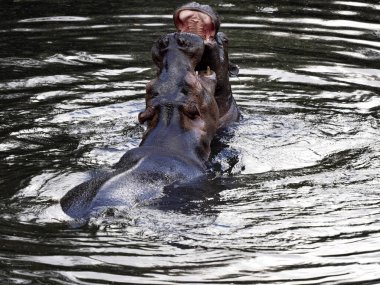 Hippopotamus amfibisinin annesi, oğluna gelecekte haremi nasıl koruyacağını öğretir.
