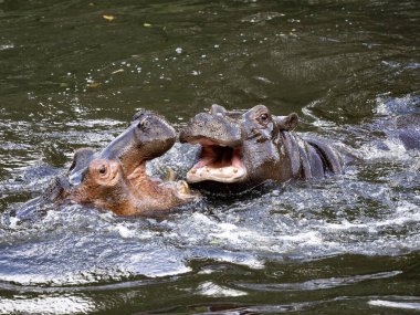 Hippopotamus amfibisinin annesi, oğluna gelecekte haremi nasıl koruyacağını öğretir.