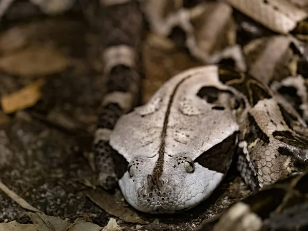 ガボン バイパー Gaboon Viper ビティス ガボニカ は最大の毒蛇の一つである 肖像画 — ストック写真