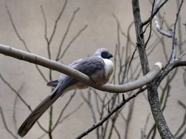 Çıplak Yüzlü Bir Kuş Corythaixoides Kişiliği Kafasında Beyaz Bir Bukle — Stok fotoğraf