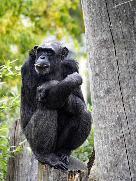 African Chimpanzee Pan Troglodytes Sitting Trunk Holding Small Stick Its — Stock Photo, Image