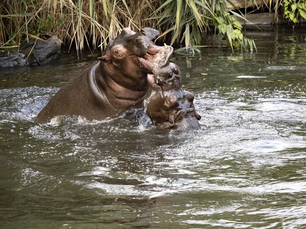Moeder Van Nijlpaard Hippopotamus Amfibie Leert Zoon Hoe Hij Harem — Stockfoto