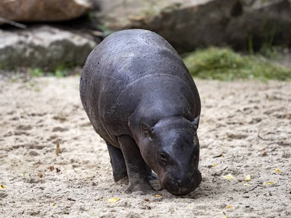 Hipopotam Pigmejski Choeropsis Liberiensis Przeszukuje Ziemię Poszukiwaniu Pożywienia — Zdjęcie stockowe