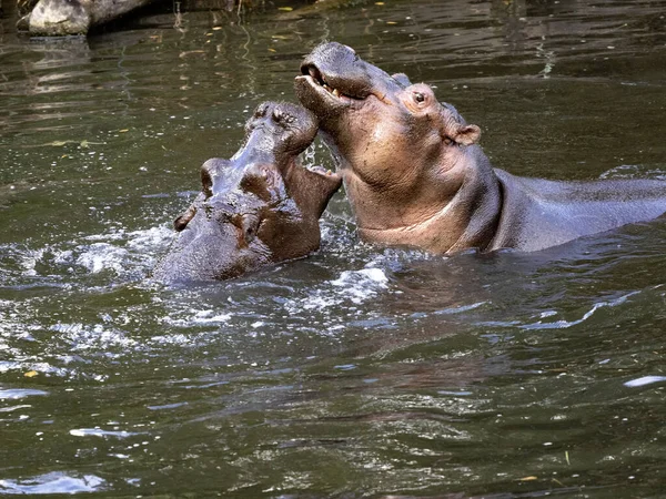 Mère Hippopotame Hippopotame Amphibie Enseigne Fils Comment Défendre Harem Avenir — Photo