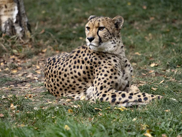 Cheetah Acinonyx Jubatus Ligt Grond Observeert Omgeving — Stockfoto