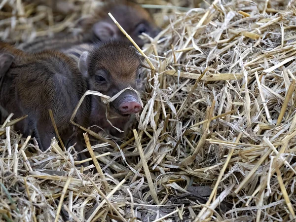 Chiots Nouveau Nés Cochon Verruqueux Visayen Sus Cebifrons Negrinus — Photo