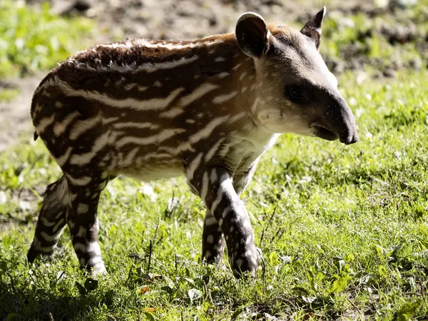 Tapir Południowoamerykański Paski Tapirus Terrestris — Zdjęcie stockowe