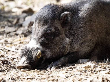 Visayan siğil domuzu Sus cebifrons negrinus, çevreyi gözlemler.