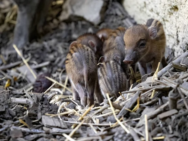 Новорожденные Щенки Висайской Бородавчатой Свиньи Sus Cebifrons Negrinus — стоковое фото