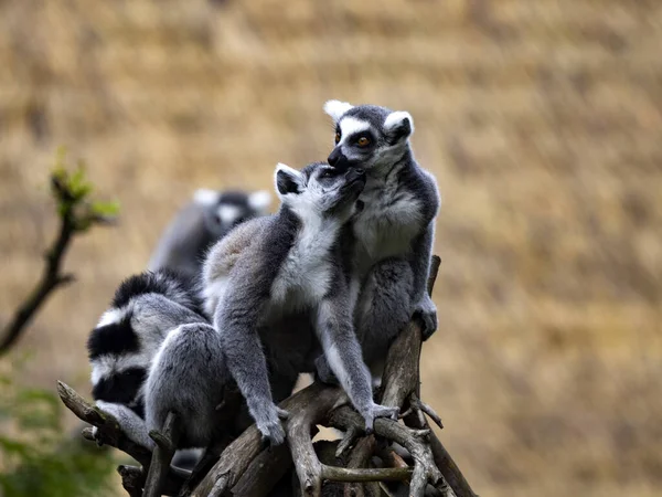 The large family of Ring-tailed Lemurs, Lemur catta, sit in the branches and observe the surroundings