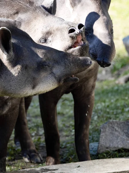 Tres Tapires Sudamericanos Adultos Tapirus Terrestris — Foto de Stock