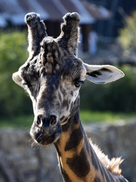 Ritratto Maschio Adulto Giraffa Africana Giraffa Giraffa — Foto Stock