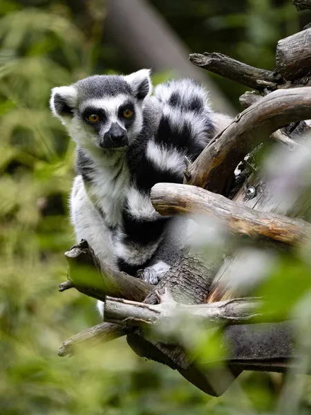 Der Ringelschwanzmaki Lemur Catta Sitzt Den Zweigen Und Beobachtet Die — Stockfoto