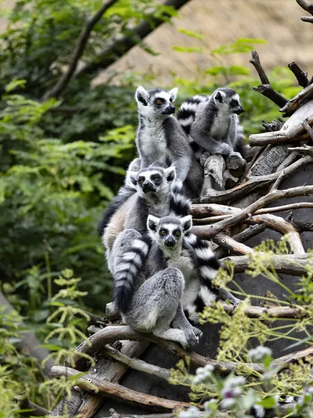 Grande Família Lemurs Cauda Anelada Lemur Catta Sentar Nos Ramos — Fotografia de Stock
